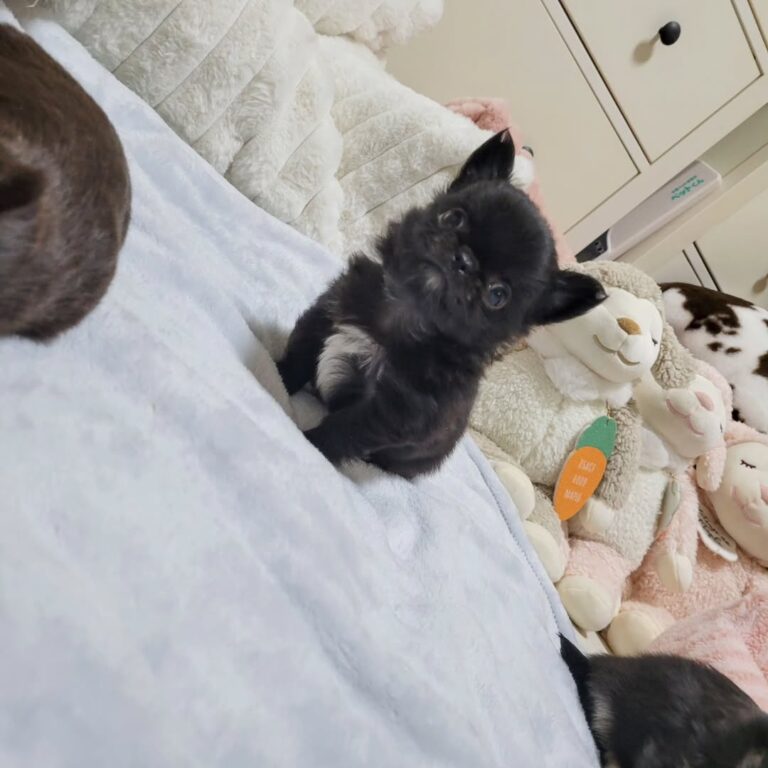 Available Puppies 485451217 2080984945731295 4601065732456303676 N 768x768