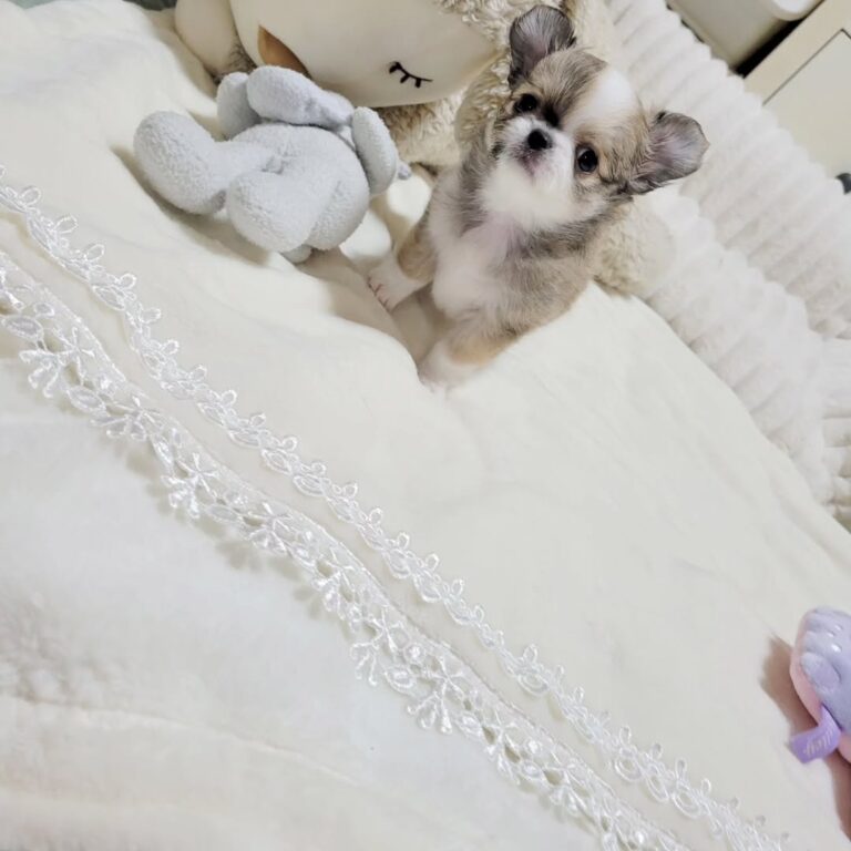 Available Puppies 517117809 2840578316143174 6371059722035497053 N 768x768