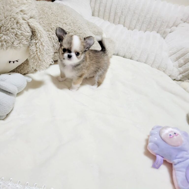 Available Puppies 517410806 1019787250317905 5763260010523955751 N 768x768