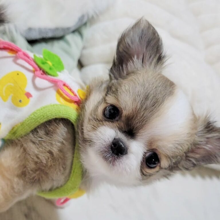 Available Puppies 519381985 1252158266368540 6930690598211938501 N 768x768