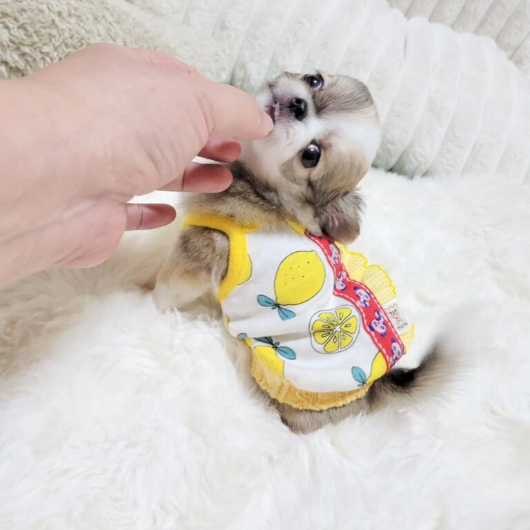 Available Puppies 521425934 1464538311244412 3163659587539657798 N 768x768