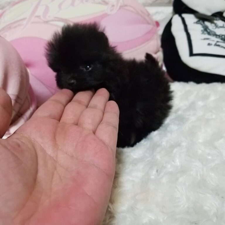 52624230 551356662027640 942849465692735639 N 1 768x768