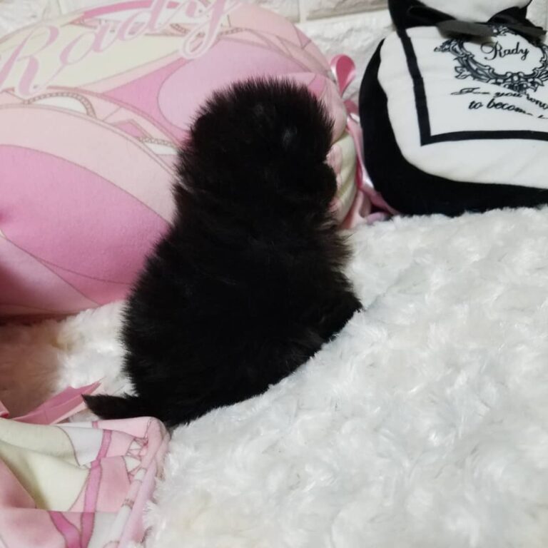 53002300 371213486810145 4237001328842202145 n