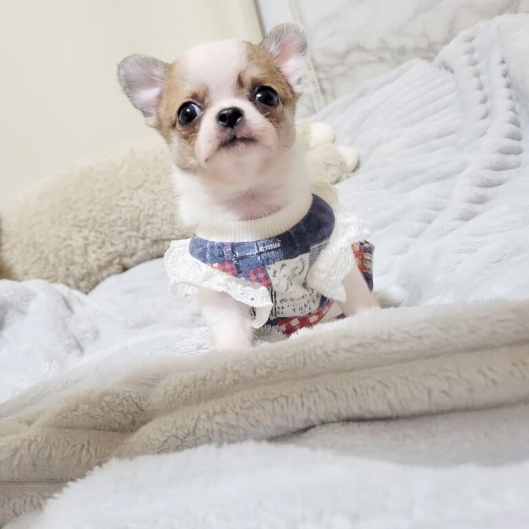 Available Puppies 589180757 18435983740098741 6283552496453077889 N 768x768