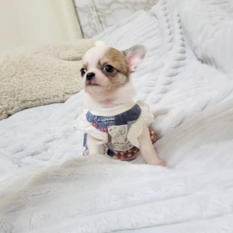 Available Puppies 589433632 18435983773098741 1090936727326333977 N 1 768x768