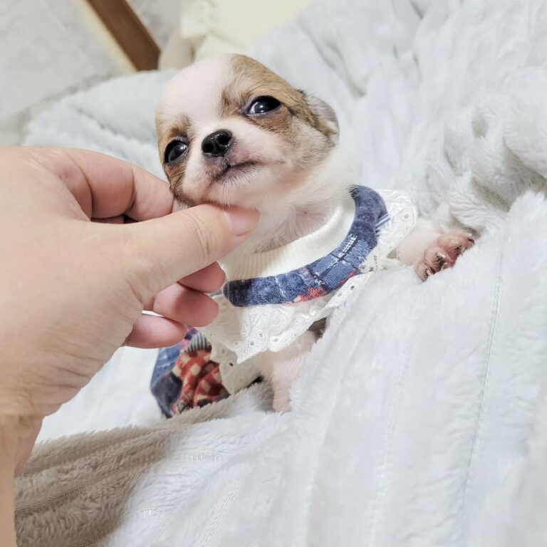 Available Puppies 589823038 18435983797098741 8714607207941599375 N 768x768