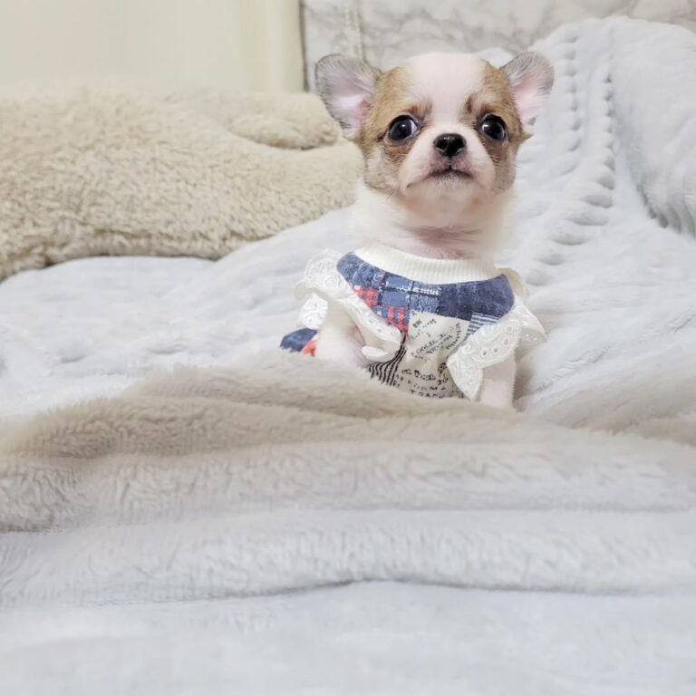 Available Puppies 591109430 18435983752098741 448203143932609417 N 768x768