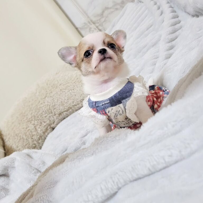 Available Puppies 591140741 18435983764098741 10250099877614876 N 768x768