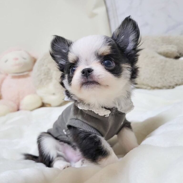 625163697 18444389143098741 2512465094376041879 n