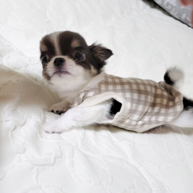 Available Puppies Pic 1 768x768