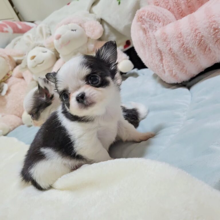 Available Puppies Pic 2 768x768