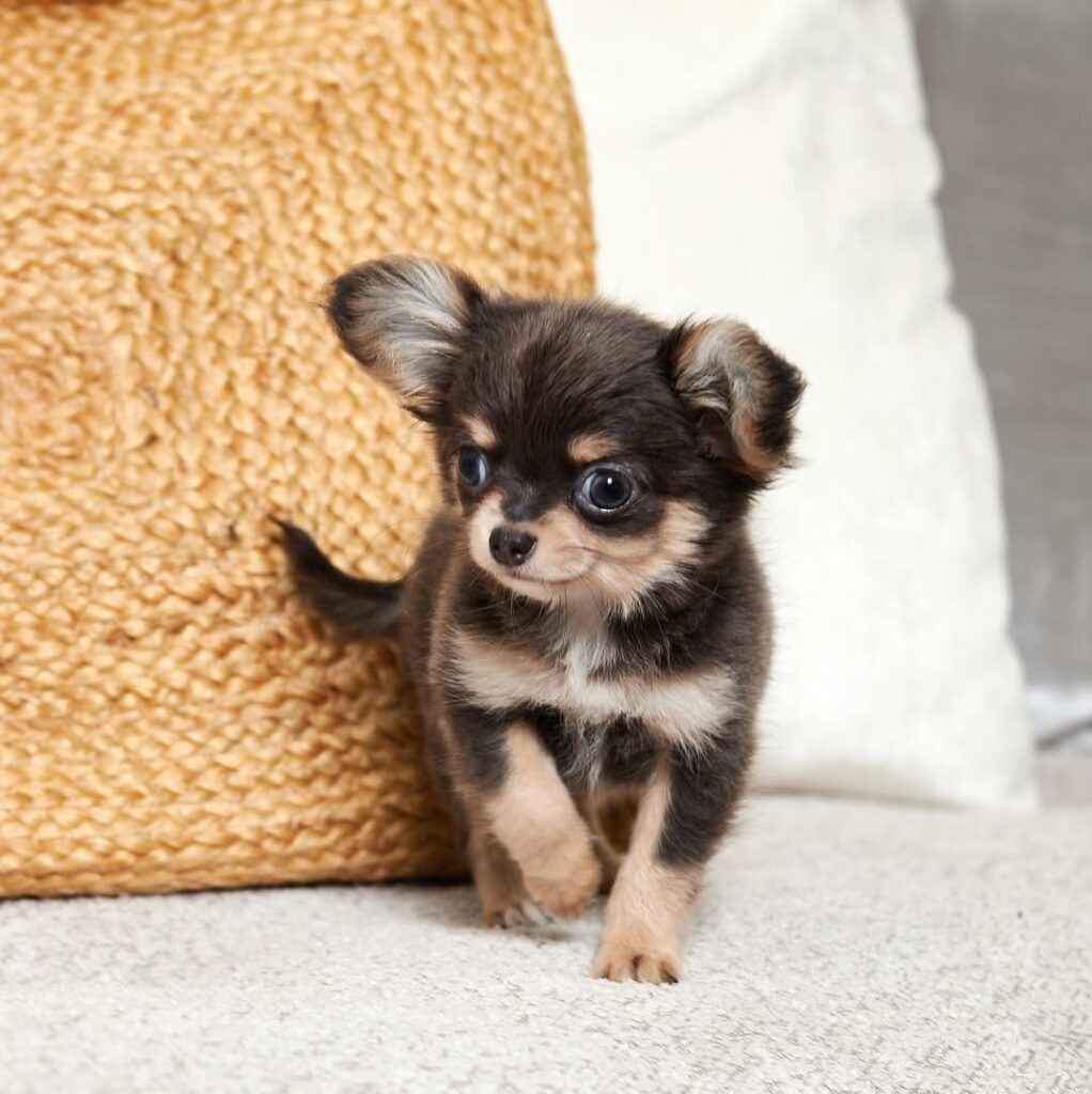 523093801 17887621890321424 7434388370186616965 n