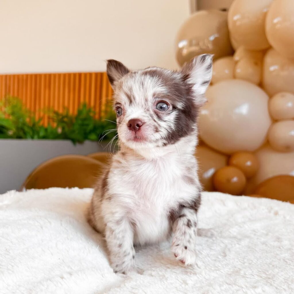 651943236 17999716856872256 1096112709779911704 N 1024x1024